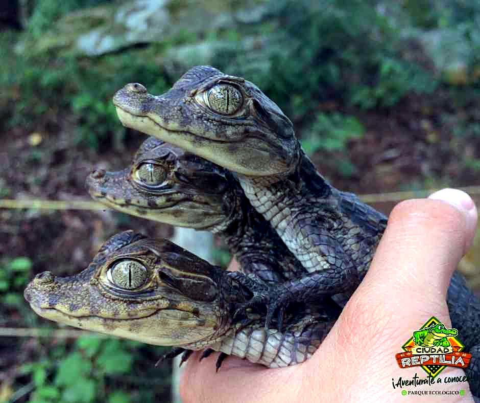 Baby caimans held in a hand at a conservation park near Melgar, Tolima