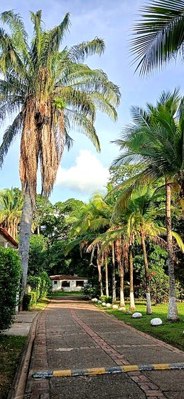 Avenida arbolada con palmeras altas en un condominio residencial de Melgar