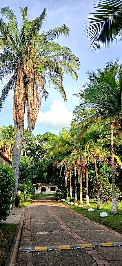 Avenida arbolada con palmeras dentro de un condominio residencial en Melgar, Tolima