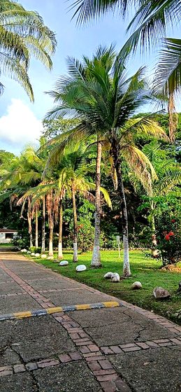 Camino peatonal bordeado de palmeras altas en un condominio de Melgar