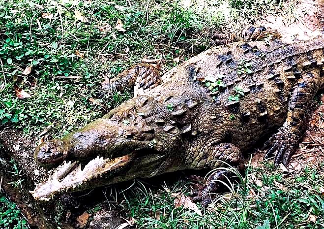 Caiman adulto descansando sobre la hierba en un parque ecológico cerca de Melgar