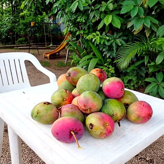 Mangos maduros recién recogidos sobre una mesa en un patio en Melgar, Tolima